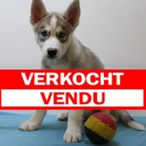 Siberische husky M 170225(BE1799 ) 250425 verkocht.jpg