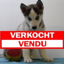 Siberische husky M 170225 (BE3152) 250425 verkocht.jpg