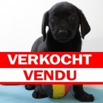 labrador retriever M 080225 (BE7300) verkocht.jpg