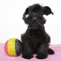 Schnoodel 100225 F (BE6647) 120525.JPG