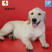 labrador M 130125(BE3815) 130525.jpg