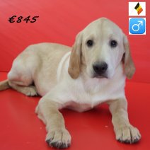 labrador M 131025(BE2385) 130525.jpg