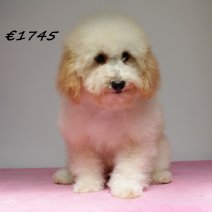 maltipoo F 111224 (SK 2440) 130525..jpg