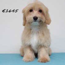 maltipoo M 050125 (HU1115) 130525..jpg