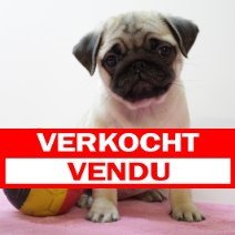 mops F 030325(BE4548) verkocht.jpg