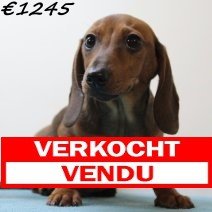 teckel M 020125 (HU9690) verkocht.jpg