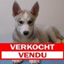 husky M 170225 (BE2631) verkocht.jpg