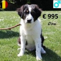 Australische Herder Dax 150125 M(BE2394) 300425.jpg