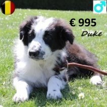 Australische Herder Duke 150125 M(BE9953) 300425.jpg