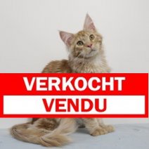 Maine coon M 231224 (CZ4217) verkocht.JPG