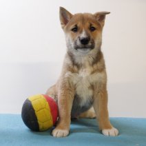 Shiba inu 190325 M (BE6576) 160525.JPG
