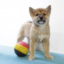 Shiba inu 190325 M (BE6579) 160525.JPG