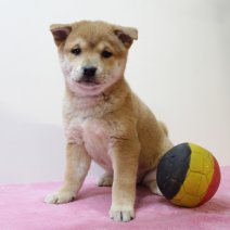 Shiba inu 210325 F (BE6617) 160525.JPG