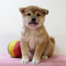Shiba inu 210325 F (BE6621) 160525.JPG