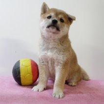Shiba inu 210325 F (BE6648) 160525.JPG
