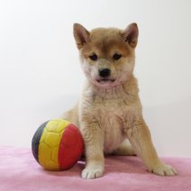 Shiba inu 210325 F (BE6650) 160525.JPG