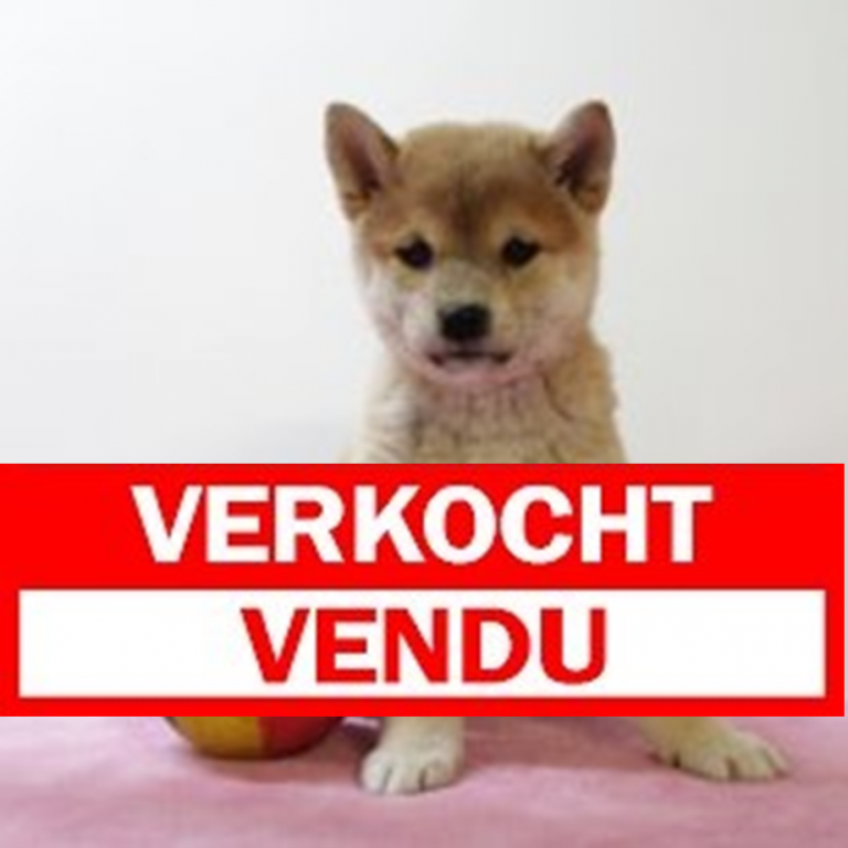 Shiba inu 210325 F (BE6650) verkocht.JPG