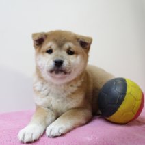 Shiba inu 210325 F (BE6654) 160525.JPG