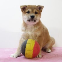 Shiba inu 210325 F (BE6675) 160525.JPG