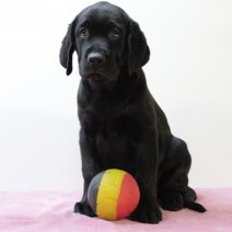 labrador F 020325 (BE7271) 160525.JPG