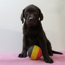 labrador F 020325 (BE7612) 160525.JPG