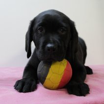 labrador F 020325 (BE7684) 160525.JPG
