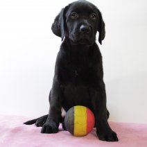 labrador F 020325 (BE7808) 160525.JPG