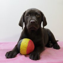 labrador F 020325 (BE9056) 160525.JPG