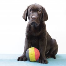 labrador M 020325 (BE7084) 160525.JPG
