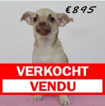 Chihuahua F 040125(HU1125) 130525 verkocht - vendu .jpg
