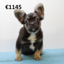 franse bulldog fluffy M 231224 (SK5242) 150425.jpg