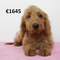 X cockapoo F 060125 (BE9685) 080525.jpg