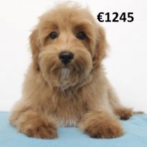 maltipoo 221225(HU5230) 090525.jpg