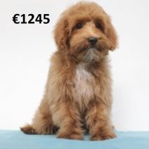 maltipoo 241224(HU5251) 090525.jpg