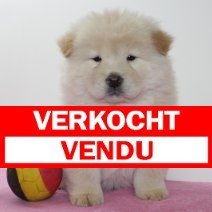 chow chow 060325 F (BE4724) Verkocht.jpg