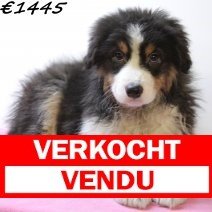 autralische herder (HU 9730) F verkocht.jpg