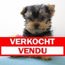yorkshire M 100325 (BE4770) verkocht.jpg