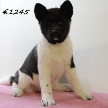 american akita 030225 M (HU1138) 210525..jpg