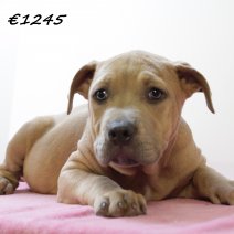 American staffordshire terrier F 300125 (HU1219) 210525..jpg