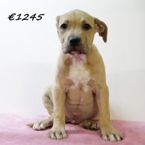 American staffordshire terrier F 300125 (HU1220) 210525..jpg