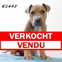 American staffordshire terrier M 300125 (HU1216) 210525 verkocht - vendu jpg