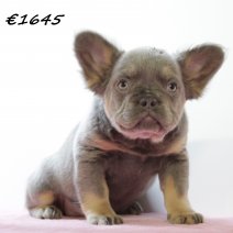 franse bulldog 010225 F (HU1163) 210525..jpg