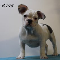 franse bulldog 290125 M (HU1196)  210525..jpg