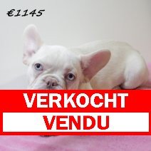 franse bulldog 310125 F (HU1165) 210525 verkocht - vendu jpg