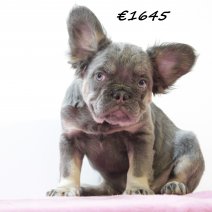 franse bulldog fluffy 310125 F (HU1166) 210525..jpg
