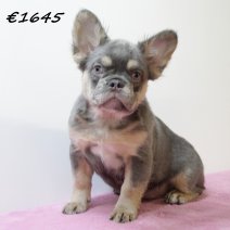 franse bulldog fluffy 310125 F (HU1168) 210525..jpg