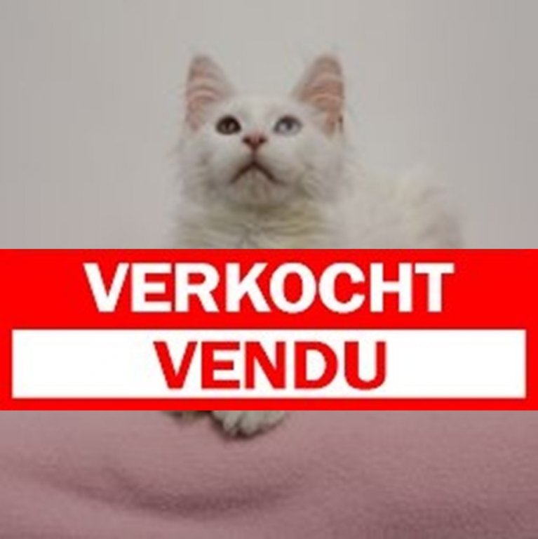 Maine coon F 231224 verkocht.JPG.JPG (1).jpg