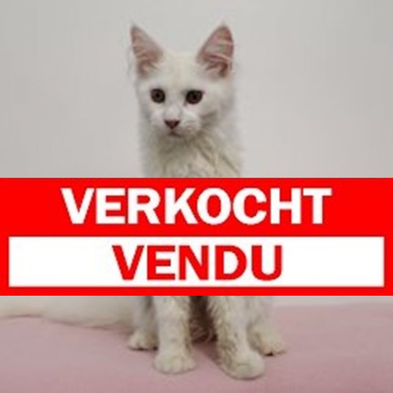 Maine coon F 231224 verkocht.JPG.JPG (2).jpg