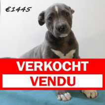 American staffordshire terrier M 300125 (HU1191) 210525.verkocht