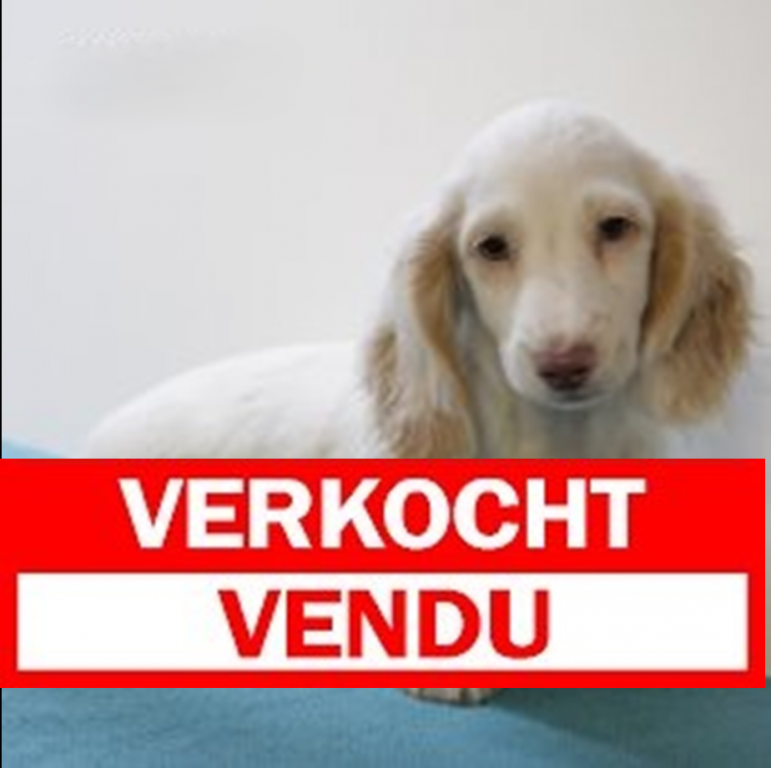 Teckel 010225 M(HU1144) verkocht